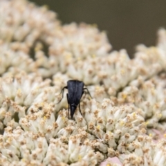 Mordellidae (family) at Tidbinbilla Nature Reserve - 29 Dec 2023