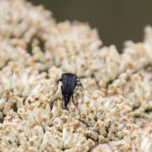 Mordellidae (family) at Tidbinbilla Nature Reserve - 29 Dec 2023 01:50 PM