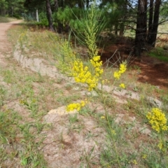 Acacia subulata (Awl-leaved Wattle) at Isaacs, ACT - 2 Jan 2024 by Mike