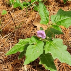Solanum cinereum (Narrawa Burr) at Isaacs, ACT - 2 Jan 2024 by Mike