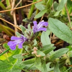 Ajuga australis (Austral Bugle) at Isaacs, ACT - 2 Jan 2024 by Mike