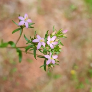 Centaurium tenuiflorum at Isaacs Ridge and Nearby - 2 Jan 2024