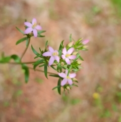 Centaurium tenuiflorum (Branched Centaury) at Isaacs, ACT - 2 Jan 2024 by Mike