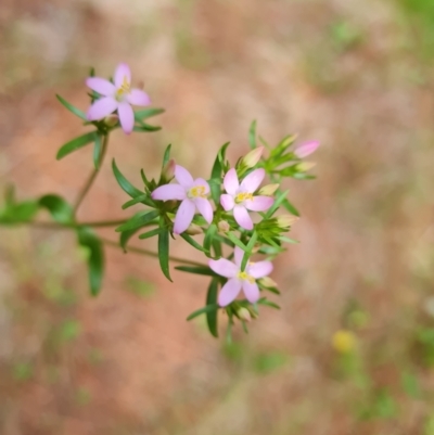 Centaurium tenuiflorum (Branched Centaury) at Isaacs, ACT - 2 Jan 2024 by Mike