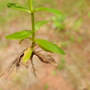 Centaurium tenuiflorum at Isaacs Ridge and Nearby - 2 Jan 2024