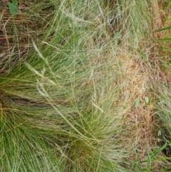 Nassella trichotoma (Serrated Tussock) at Isaacs, ACT - 2 Jan 2024 by Mike