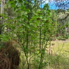 Leycesteria formosa (Himalayan Honeysuckle) at Isaacs, ACT - 2 Jan 2024 by Mike