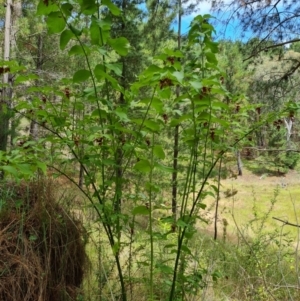 Leycesteria formosa at Isaacs Ridge and Nearby - 2 Jan 2024