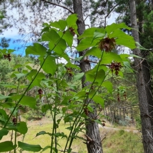 Leycesteria formosa at Isaacs Ridge and Nearby - 2 Jan 2024