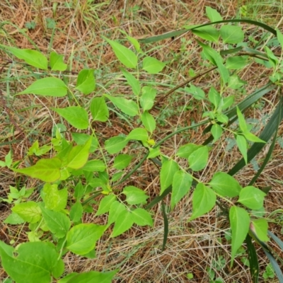 Leycesteria formosa (Himalayan Honeysuckle) at Isaacs Ridge and Nearby - 2 Jan 2024 by Mike