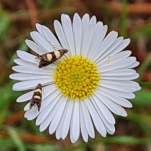 Glyphipterix chrysoplanetis at Isaacs Ridge and Nearby - 2 Jan 2024 03:30 PM