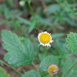 Glyphipterix chrysoplanetis at Isaacs Ridge and Nearby - 2 Jan 2024