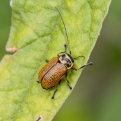Cadmus (Cadmus) aurantiacus (Leaf beetle) at Tidbinbilla Nature Reserve - 29 Dec 2023 by SWishart