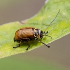 Cadmus (Cadmus) aurantiacus at Tidbinbilla Nature Reserve - 29 Dec 2023