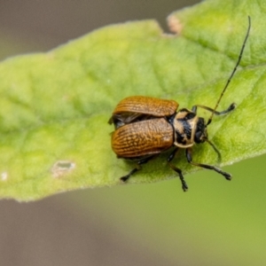 Cadmus (Cadmus) aurantiacus at Tidbinbilla Nature Reserve - 29 Dec 2023