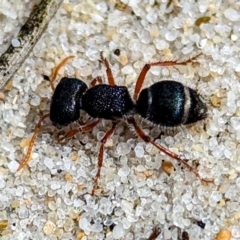 Unidentified Ant (Hymenoptera, Formicidae) at Yambacoona, TAS - 24 Oct 2023 by HelenCross