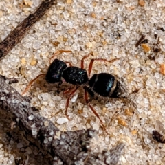 Mutillidae (family) at King Island - 24 Oct 2023 01:24 PM