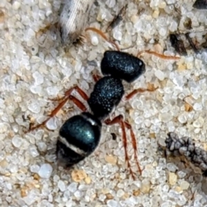 Mutillidae (family) at King Island - 24 Oct 2023 01:24 PM