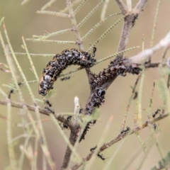 Jalmenus evagoras at Tidbinbilla Nature Reserve - 29 Dec 2023