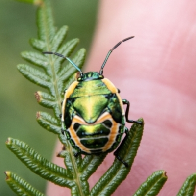 Scutiphora pedicellata (Metallic Jewel Bug) at Paddys River, ACT - 29 Dec 2023 by SWishart