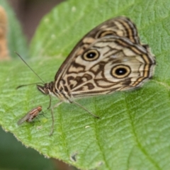 Geitoneura acantha (Ringed Xenica) at Paddys River, ACT - 29 Dec 2023 by SWishart