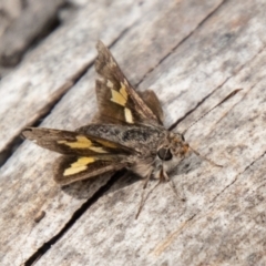 Trapezites phigalioides (Montane Ochre) at Tidbinbilla Nature Reserve - 29 Dec 2023 by SWishart