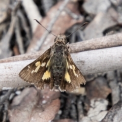 Trapezites phigalioides (Montane Ochre) at Paddys River, ACT - 29 Dec 2023 by SWishart