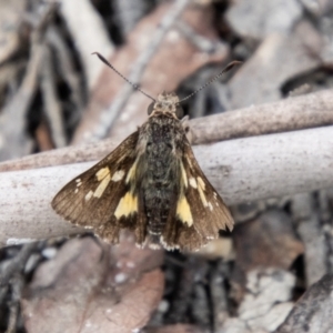 Trapezites phigalioides at Tidbinbilla Nature Reserve - 29 Dec 2023 02:25 PM