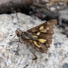 Trapezites phigalioides at Tidbinbilla Nature Reserve - 29 Dec 2023 02:25 PM