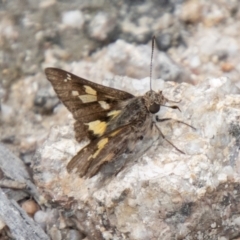 Trapezites phigalioides at Tidbinbilla Nature Reserve - 29 Dec 2023