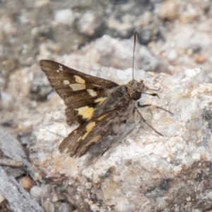 Trapezites phigalioides at Tidbinbilla Nature Reserve - 29 Dec 2023 02:25 PM