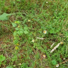 Erigeron karvinskianus (Seaside Daisy) at Isaacs Ridge and Nearby - 2 Jan 2024 by Mike