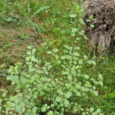 Pittosporum tenuifolium (Kohuhu) at Isaacs, ACT - 2 Jan 2024 by Mike