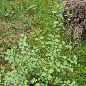 Pittosporum tenuifolium at Isaacs Ridge and Nearby - 2 Jan 2024