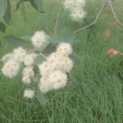 Angophora floribunda (Apple, Rough-barked Apple) at Upper Kangaroo River, NSW - 2 Jan 2024 by Baronia