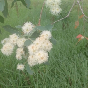 Angophora floribunda at Upper Kangaroo River, NSW - 2 Jan 2024 04:35 PM