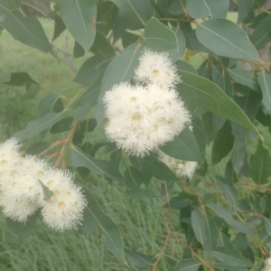 Angophora floribunda at Upper Kangaroo River, NSW - 2 Jan 2024 04:35 PM