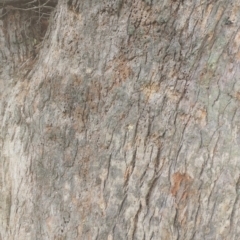 Angophora floribunda at Upper Kangaroo River, NSW - 2 Jan 2024