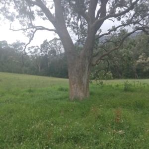 Angophora floribunda at Upper Kangaroo River, NSW - 2 Jan 2024 04:35 PM