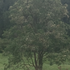 Angophora floribunda at Upper Kangaroo River, NSW - 2 Jan 2024 04:35 PM