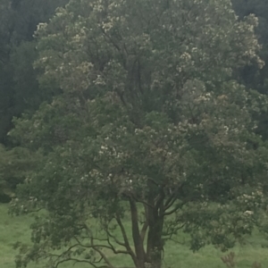 Angophora floribunda at Upper Kangaroo River, NSW - 2 Jan 2024 04:35 PM