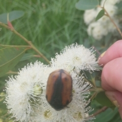 Chondropyga dorsalis (Cowboy beetle) at Upper Kangaroo River, NSW - 2 Jan 2024 by Baronia