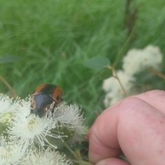 Chondropyga dorsalis at Upper Kangaroo River, NSW - 2 Jan 2024 04:37 PM