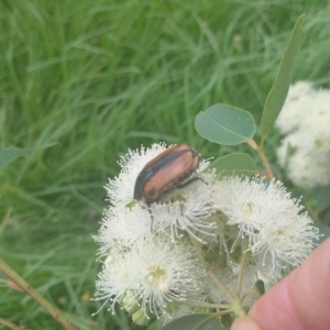 Chondropyga dorsalis at Upper Kangaroo River, NSW - 2 Jan 2024 04:37 PM