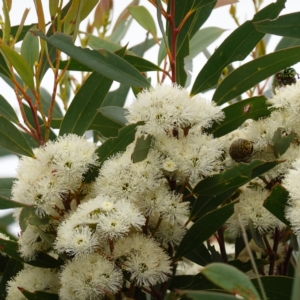 Eucalyptus obstans at Vincentia, NSW - 1 Jan 2024
