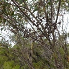 Eucalyptus obstans at Vincentia, NSW - 1 Jan 2024 01:28 PM