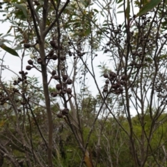 Eucalyptus obstans at Vincentia, NSW - 1 Jan 2024