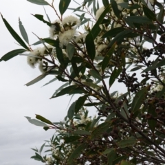 Eucalyptus obstans at Vincentia, NSW - 1 Jan 2024 01:28 PM