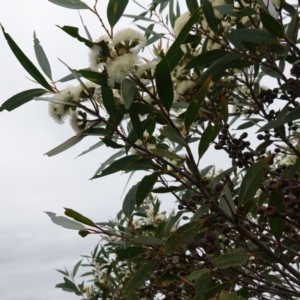 Eucalyptus obstans at Vincentia, NSW - 1 Jan 2024