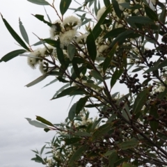 Eucalyptus obstans at Vincentia, NSW - 1 Jan 2024